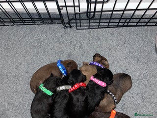 Mixed Breed dogs Patterpoos - Advert 1