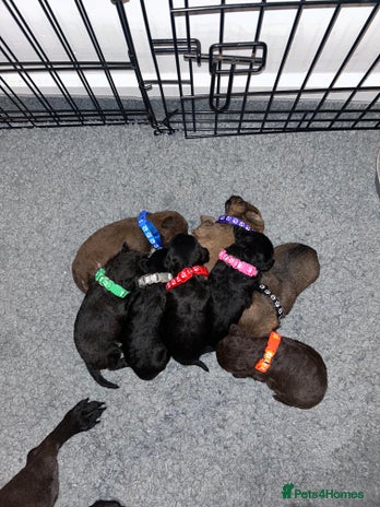 Mixed Breed dogs Patterpoos - Advert 14