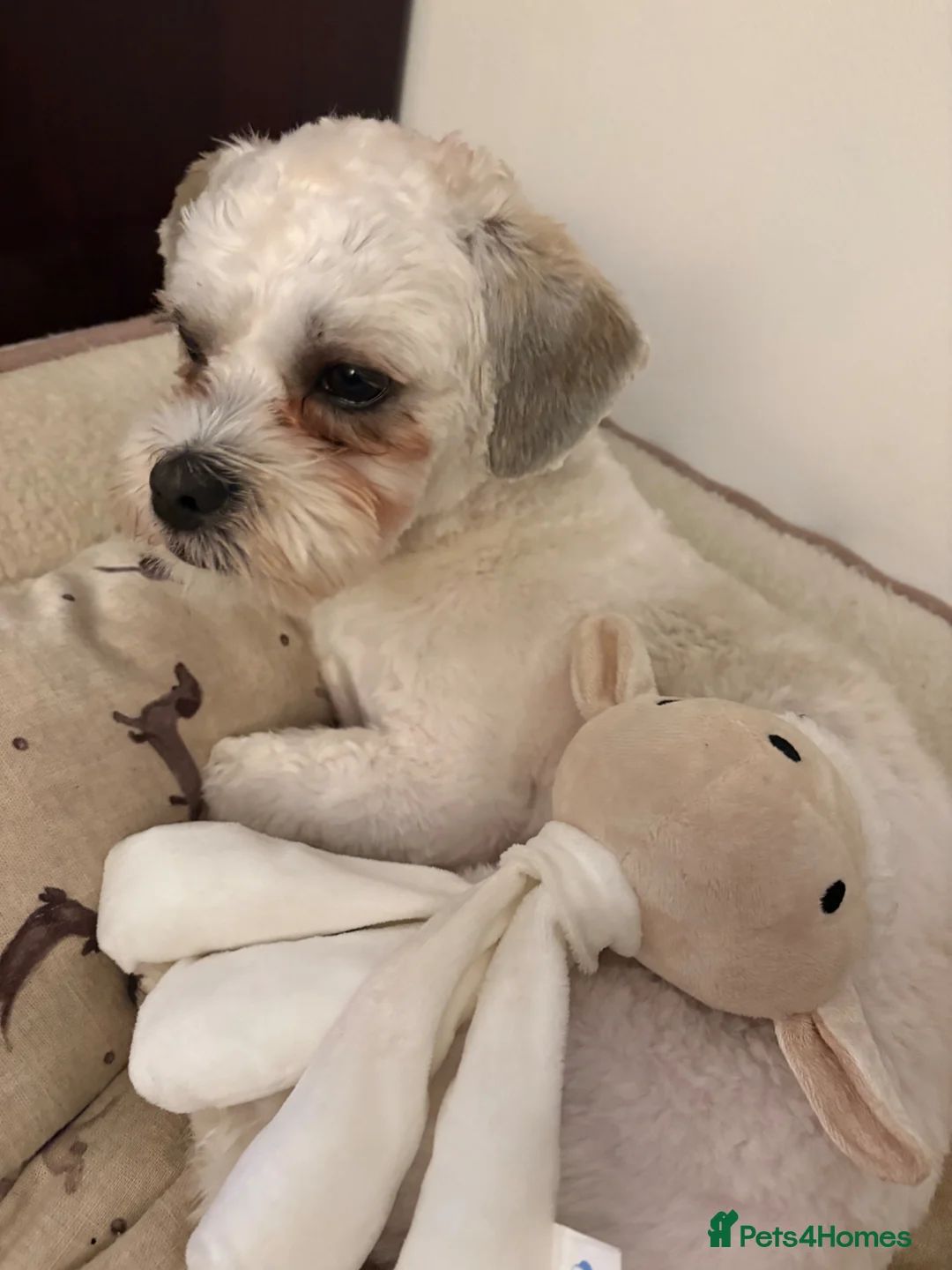 Shih Tzu dogs for sale: Reluctant sale  in Ashby-de-la-Zouch - Advert 2