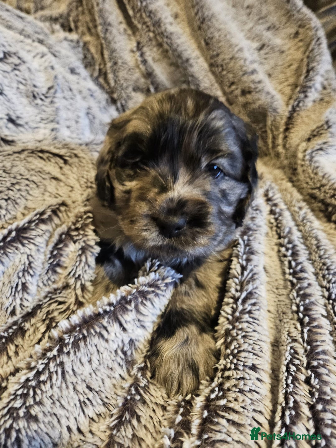 Cockapoo dogs for sale: Cockapoo puppies  - Advert 3