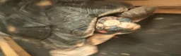 Tortoise reptiles for sale:  Red footed tortoise for sale  - Advert 1
