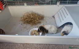 Guinea Pig rodents for sale: 2 Male Guinea Pigs- with a large cage&accessories. - Image 9