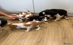 Cavalier King Charles Spaniel dogs for sale: Beautiful King Charles Cavalier puppies for sale  - Image 14