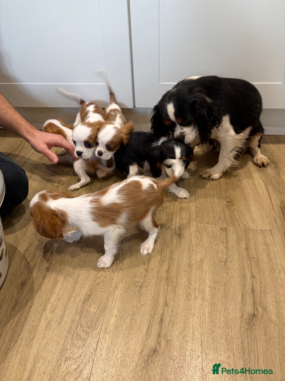 Cavalier King Charles Spaniel dogs for sale: Beautiful King Charles Cavalier puppies for sale  - Image 14