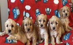 Cavapoo dogs for sale: Health tested Cavapoo puppies - Image 4