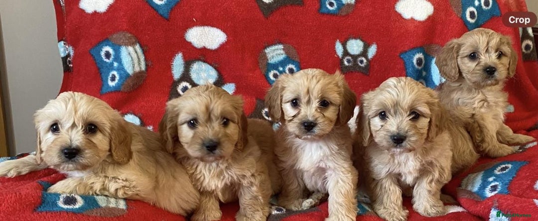 Cavapoo dogs for sale: Health tested Cavapoo puppies - Image 4