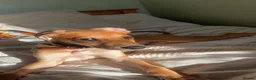 Lurcher dogs for sale: Whippet greyhound saluki  in Dorchester - Advert 12