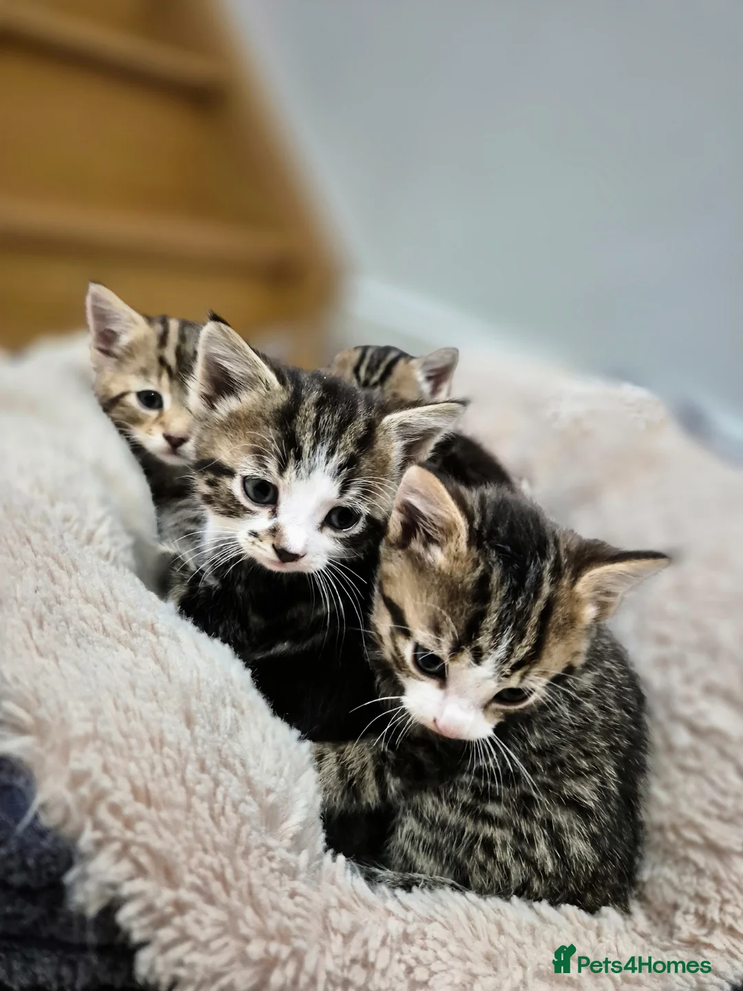 Maine Coon cats for sale: Maine coon  x kittens - Ready now - Advert 1