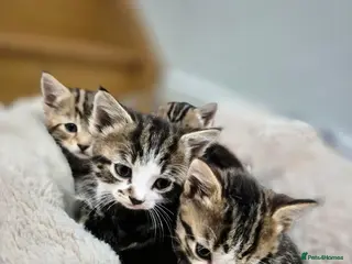 Maine Coon cats Maine coon x kittens - Ready now - Advert 3