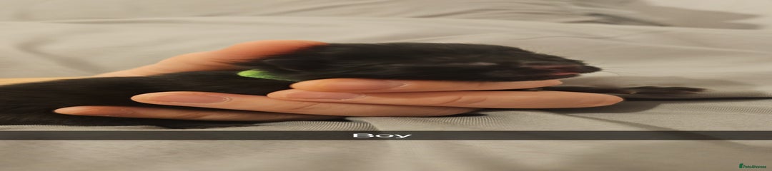 Mixed Breed Kitten 3