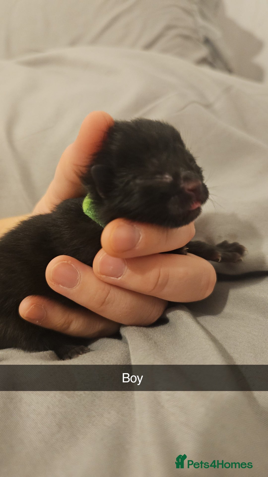 Mixed Breed cats for sale: Calico kittens  - Image 11