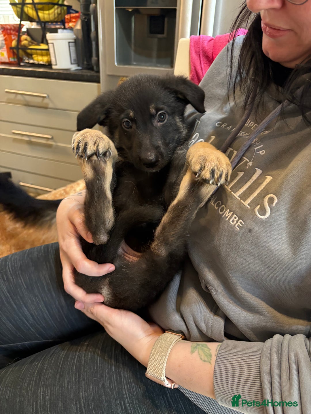 German Shepherd dogs for sale: German Shepherd puppies for sale - Image 9