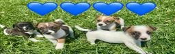 Jack Russell dogs for sale: Beautiful Jack Russell Pups Ready for Forever Home - Advert 28