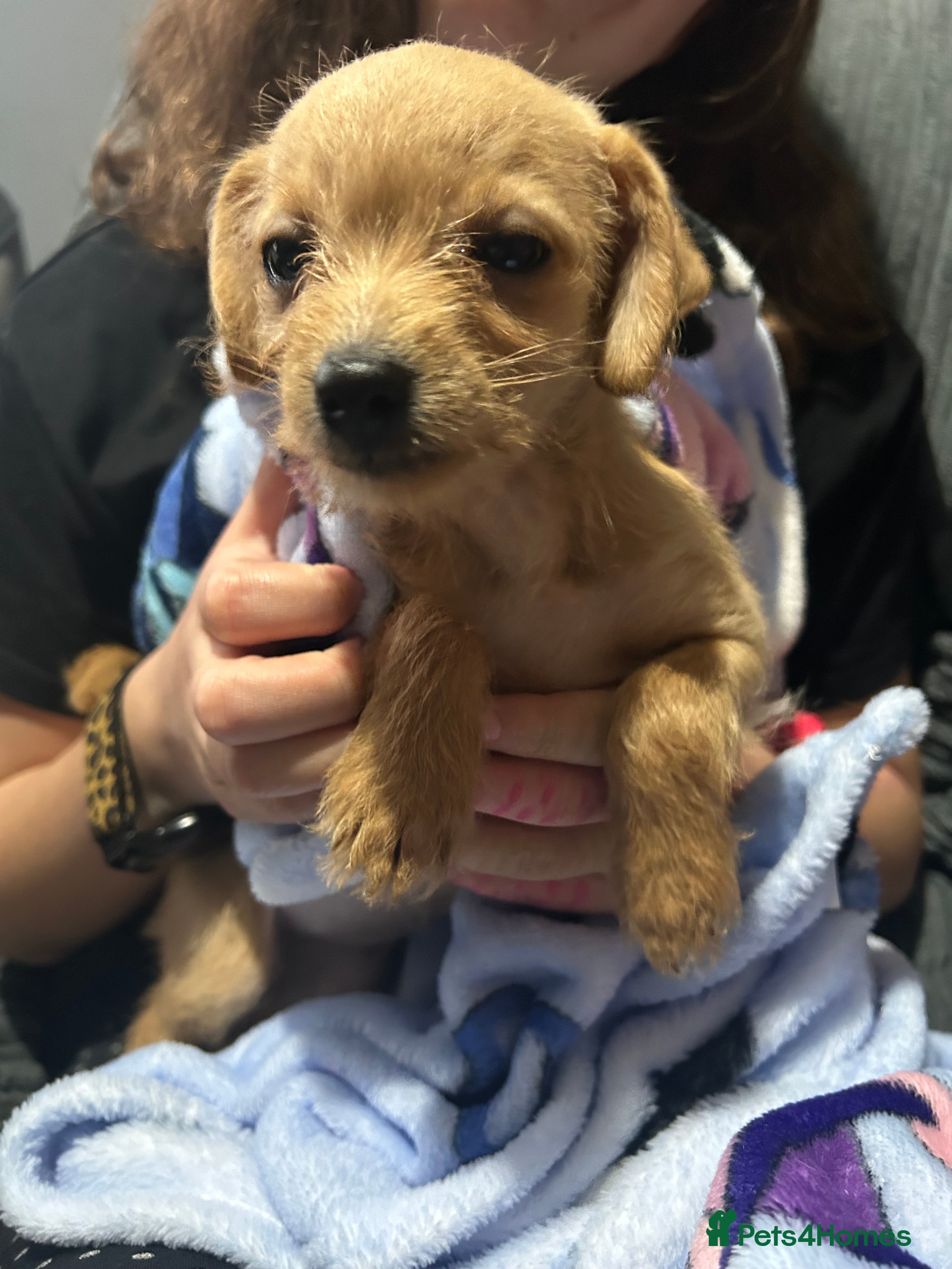 Chipoo dogs Last Chipoos available  - Advert 1