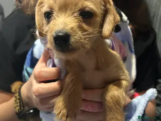 Chipoo dogs Last Chipoos available - Advert 1