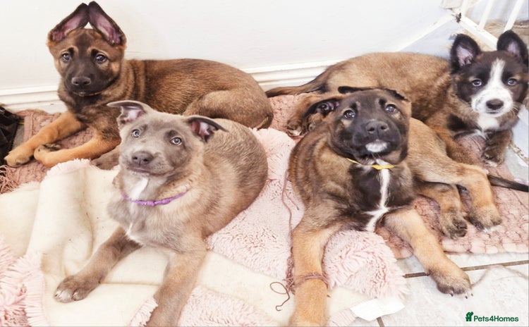 Mixed Breed dogs - Advert 5
