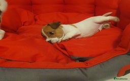 Jack Russell dogs for sale: Jack Russell puppies  - Image 12