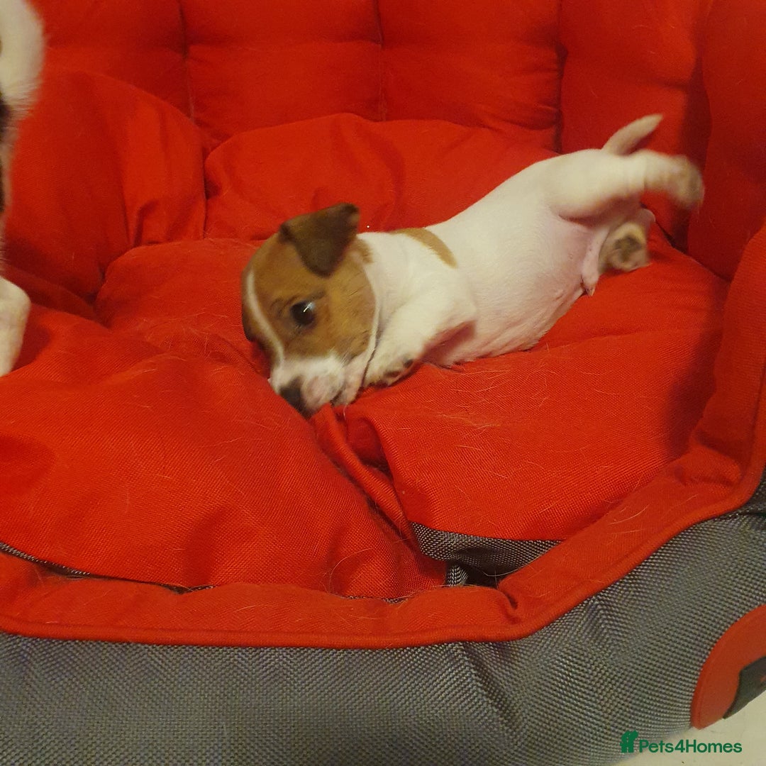 Jack Russell dogs for sale: Jack Russell puppies  - Image 12
