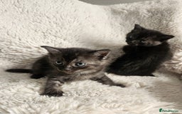 Burmese cats for sale: Beautiful Burmese x British kittens for sale 🤍  - Image 10