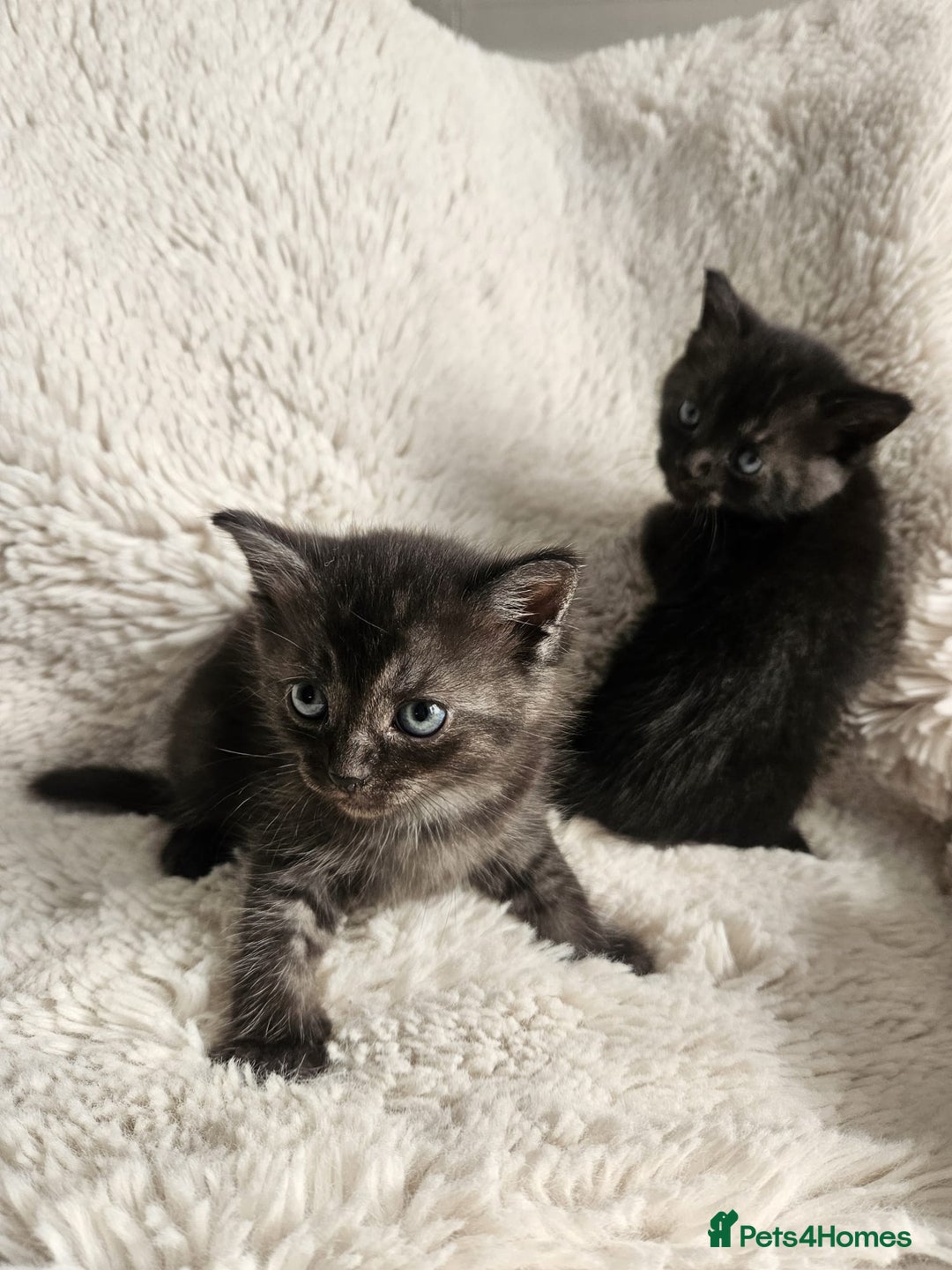 Burmese cats for sale: Beautiful Burmese x British kittens for sale 🤍  - Image 10
