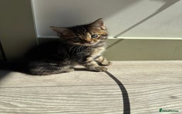 Mixed Breed cats for sale: Kittens - Image 1