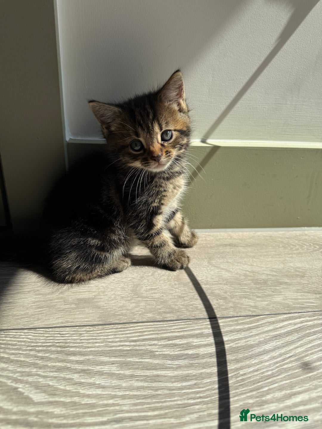 Mixed Breed cats for sale: Kittens - Image 1