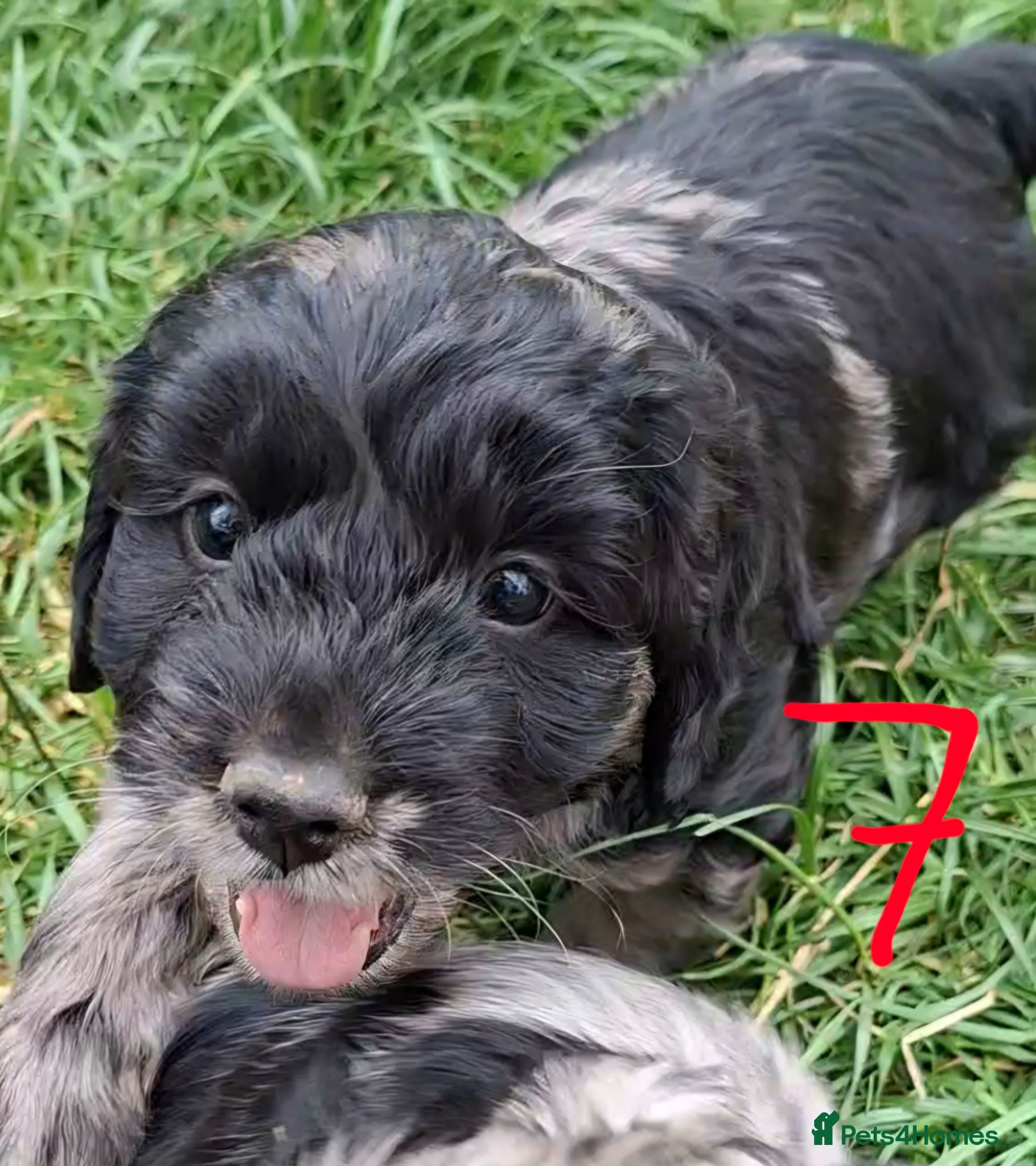 Cockapoo dogs F1 Cockapoo Pups  - Advert 18