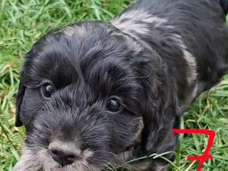 Cockapoo dogs F1 Cockapoo Pups - Advert 18