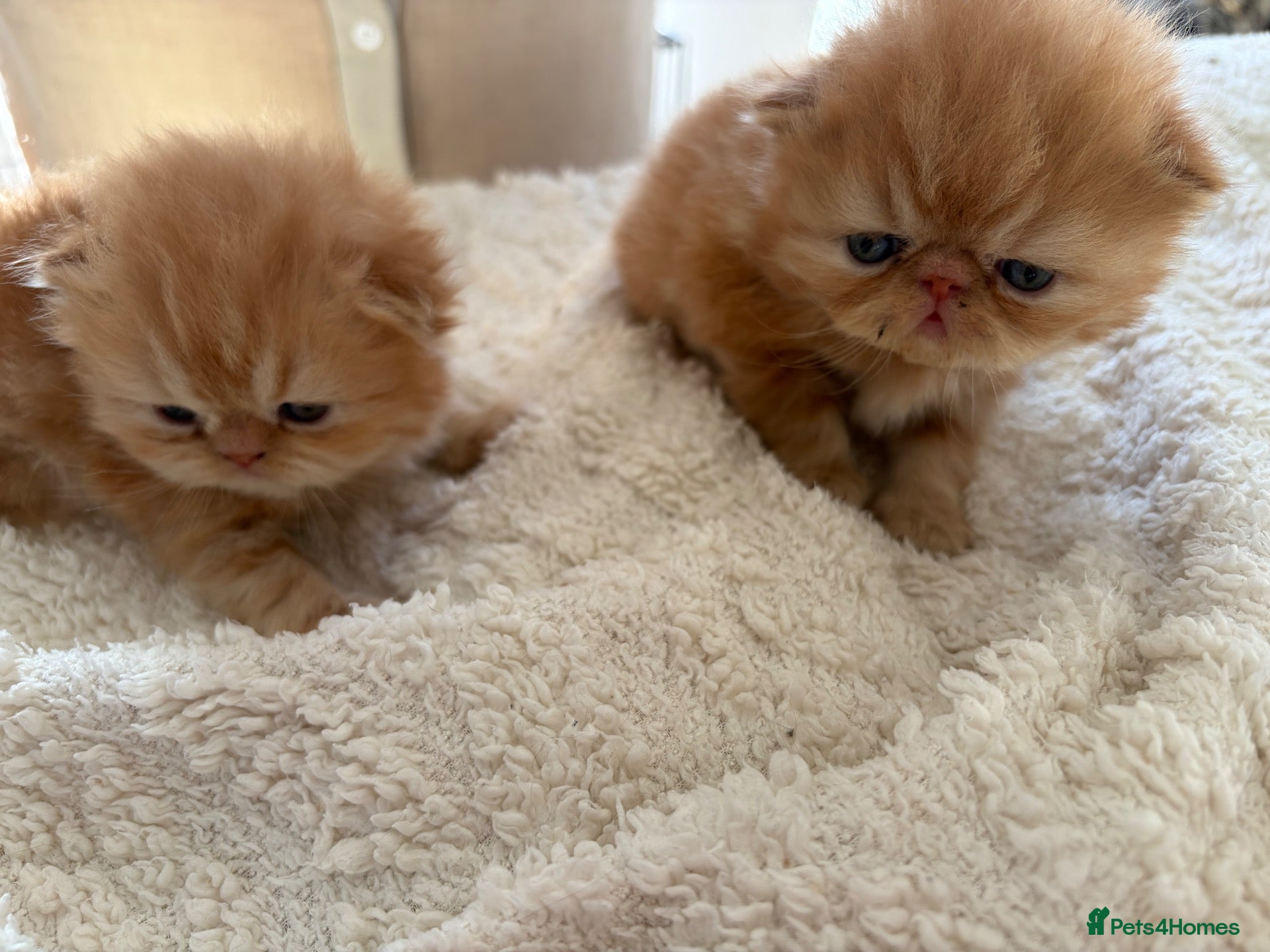 Persian cats Registered Persian Kittens – Blue & Red - Advert 4