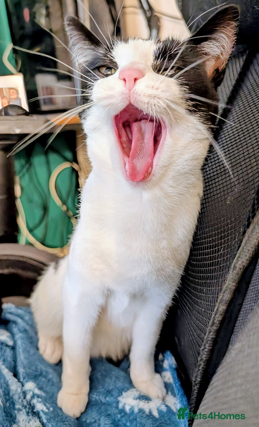 Domestic Shorthair cats for sale: One year old neutered female for rehome - Image 4