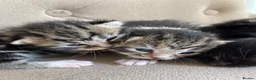 Persian cats for sale: Adorable Kittens for Sale - Advert 3