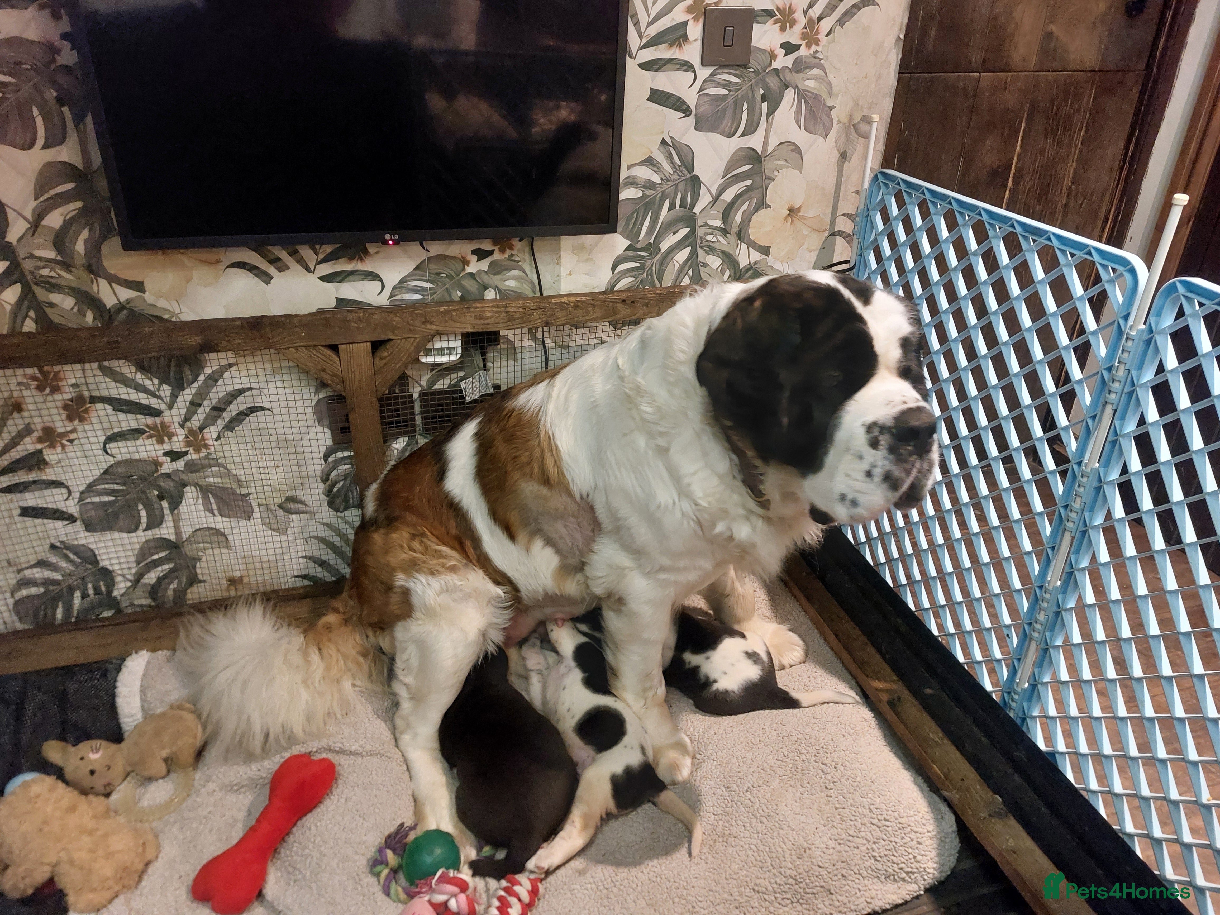 Mixed Breed dogs for sale: Adorable Bernard dane puppies for sale! - Advert 1