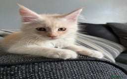 Maine Coon cats for sale: Maine coon and maine coon cross kittens ready.  - Image 1
