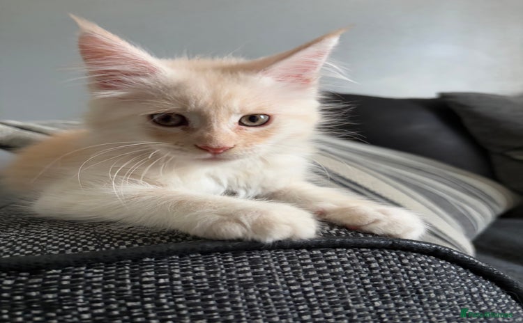 Maine Coon cats - Advert 5