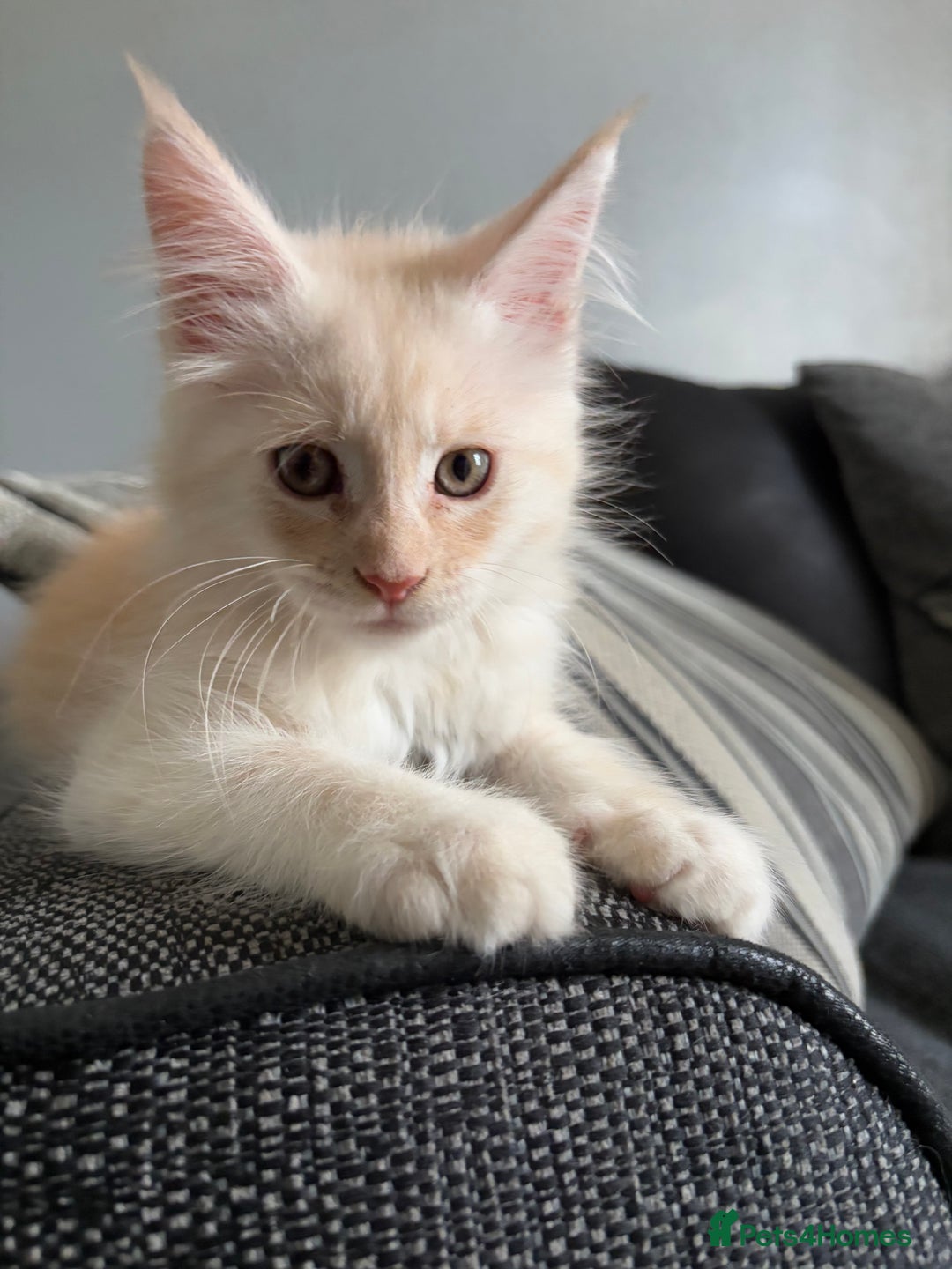 Maine Coon cats for sale: Maine coon and maine coon cross kittens ready.  - Image 1