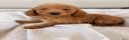 Labradoodle dogs for sale: LICENSED BREEDER HEALTH TESTED MINI LABRADOODLES - Advert 27