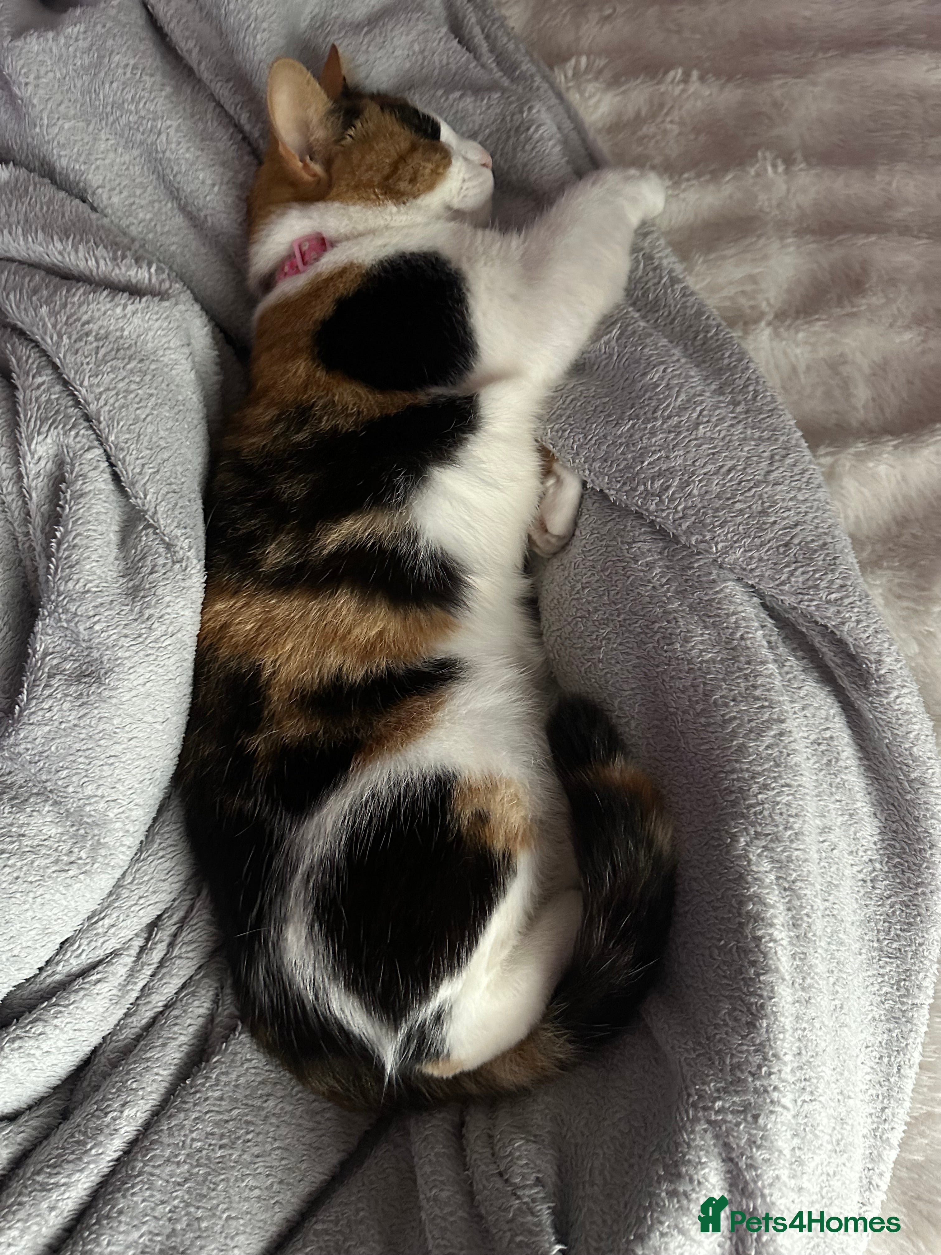 Mixed Breed cats 2 year old calico female  - Advert 5