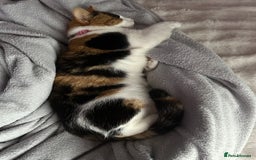 Mixed Breed cats for sale: 2 year old calico female  - Image 1