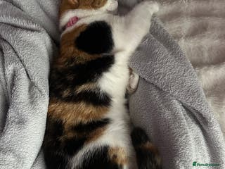 Mixed Breed cats 2 year old calico female - Advert 5