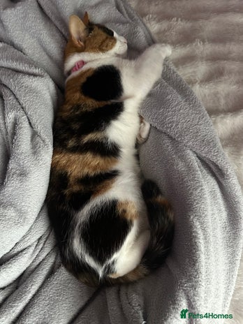 Mixed Breed cats - Advert 2