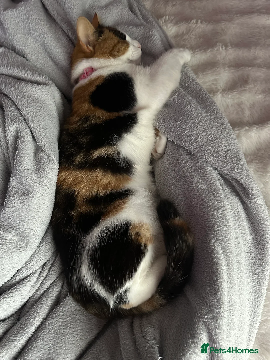 Mixed Breed cats for sale: 2 year old calico female  - Advert 1