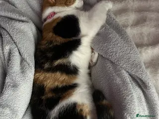 Mixed Breed cats 2 year old calico female - Advert 10