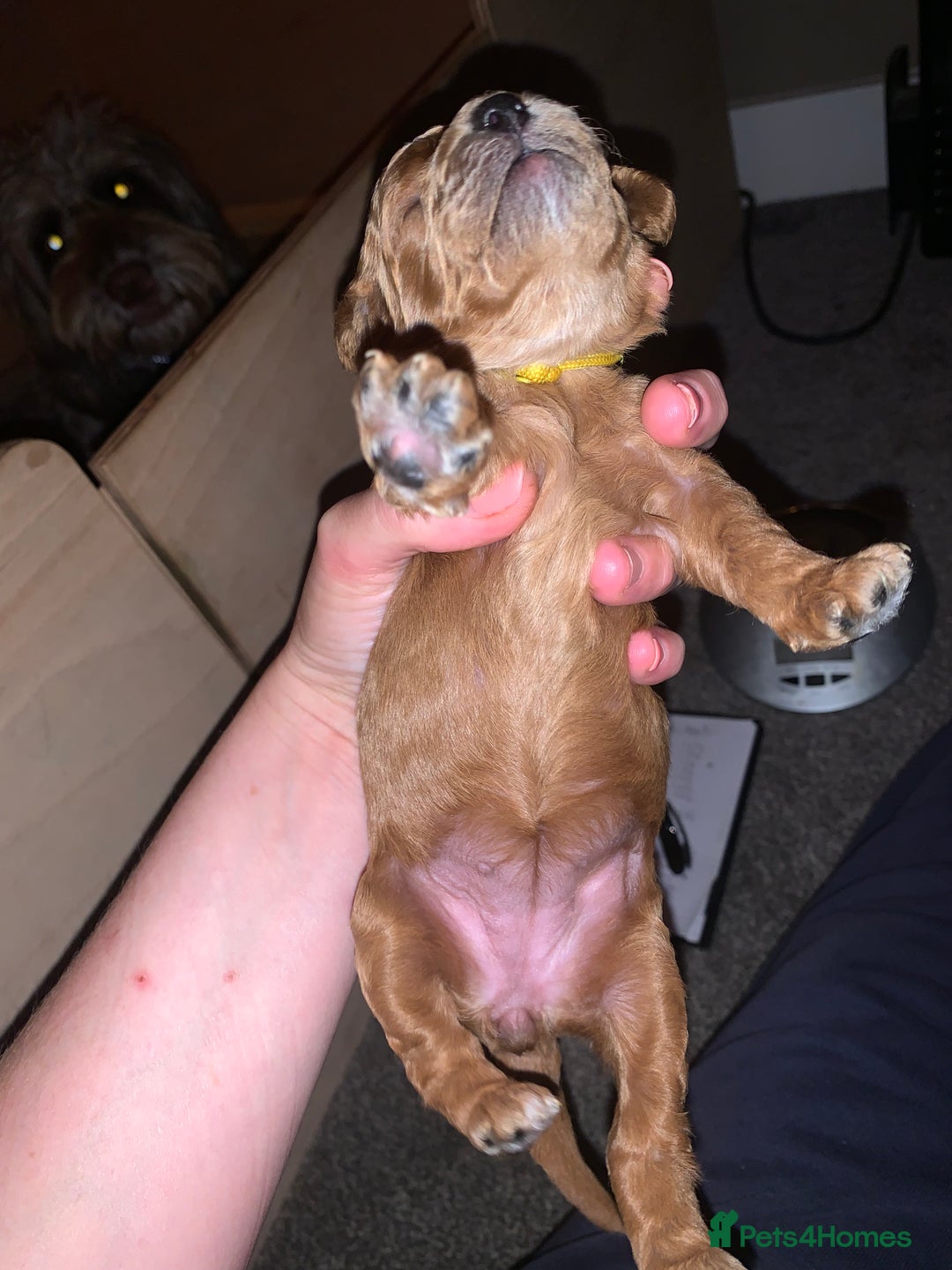 Labradoodle dogs for sale: F1b Miniature Labradoodle Puppies  - Advert 17