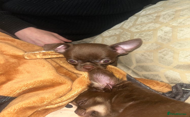 Chihuahua dogs - Advert 2
