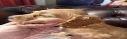 Cocker Spaniel dogs for sale: RKC Reg'd Show type Cocker Spaniel Girl in Scunthorpe - Advert 4