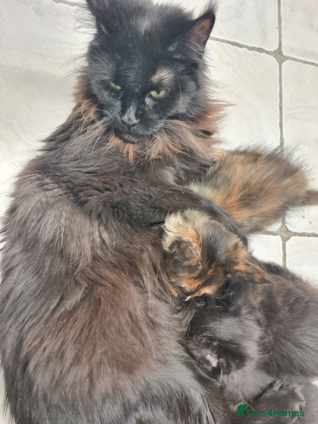 Maine Coon cats for sale: Pedigree GCCF Registered Maincoon Kittens - Image 3