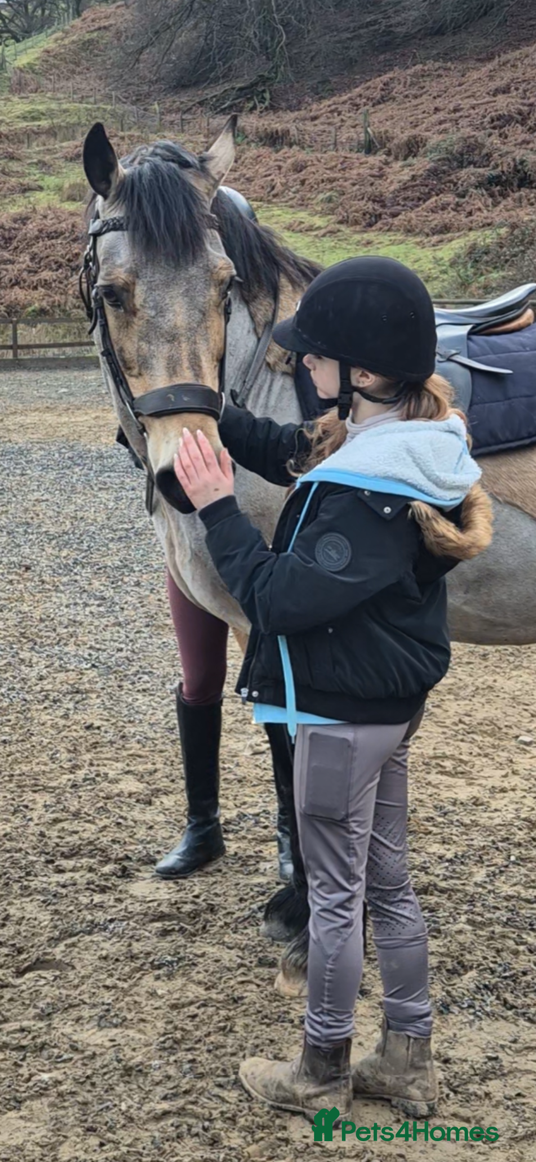 Welsh Section D horses for sale: Goldie - Dun Section D  - Advert 5