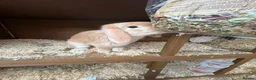 Mini Lop rabbits for sale: Two mini lops rabbits for sale with cage  in Loughborough - Advert 6