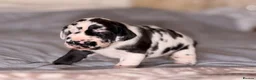 Great Dane dogs for sale: Great Danes puppies  in London - Advert 8
