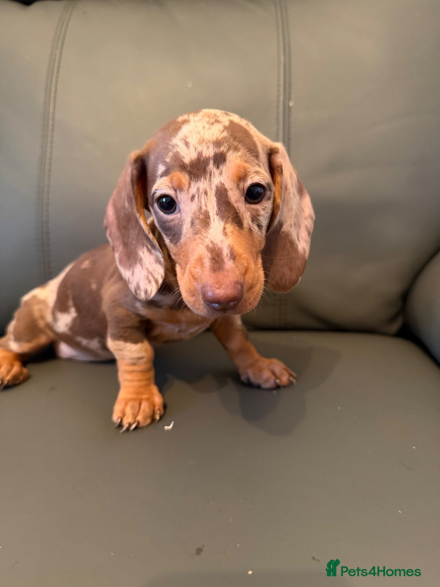 Miniature Dachshund dogs MINIATURE DACHSHUND PUPS - Advert 1